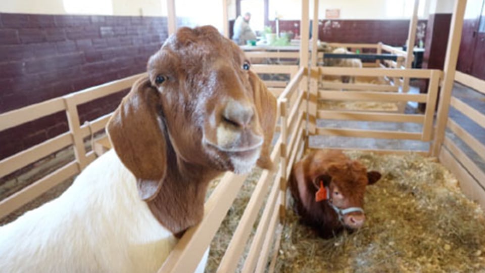 wool event animal barn graphic