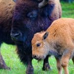 wildlife buffalo wildlife buffalo