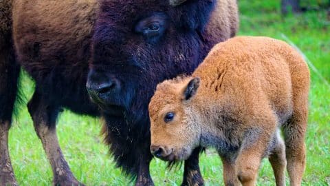 wildlife buffalo wildlife buffalo