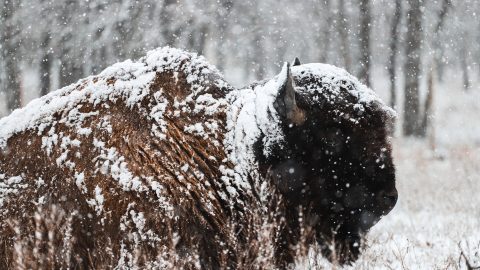 bisonbullsnow