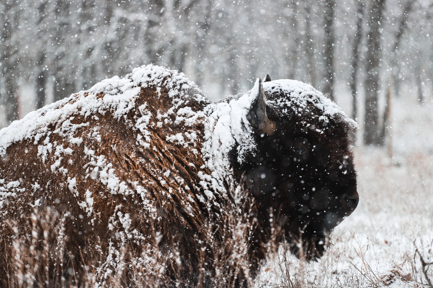 bisonbullsnow bisonbullsnow