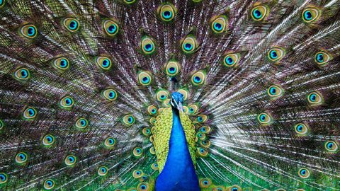 peacock