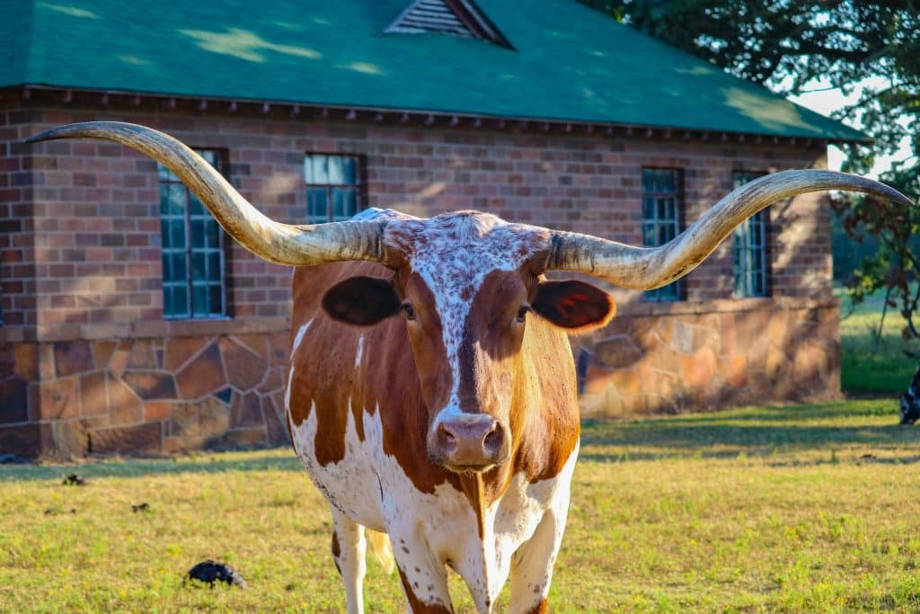 Woolaroc longhorn