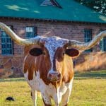 Woolaroc longhorn Woolaroc longhorn