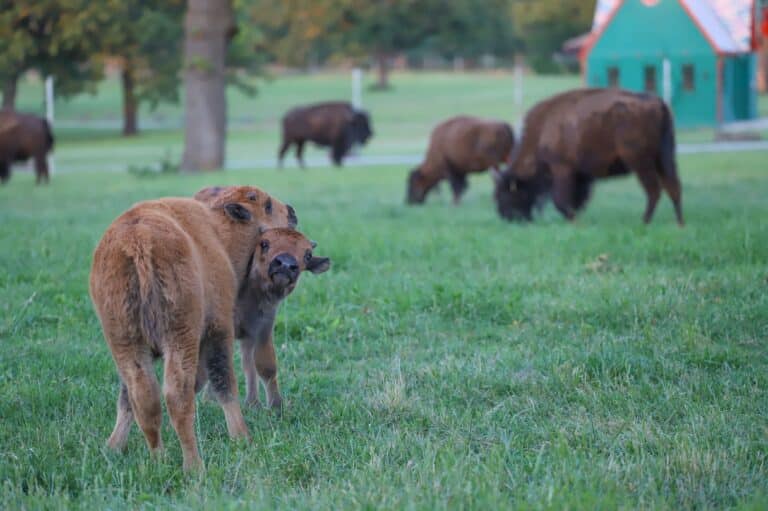 bisoncalves